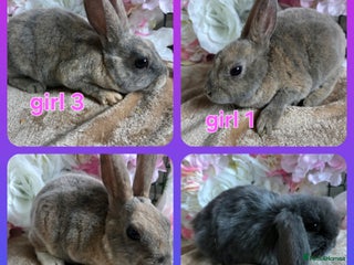 Mini Lop rabbits Mini lop & mini rex babies available - Advert 1