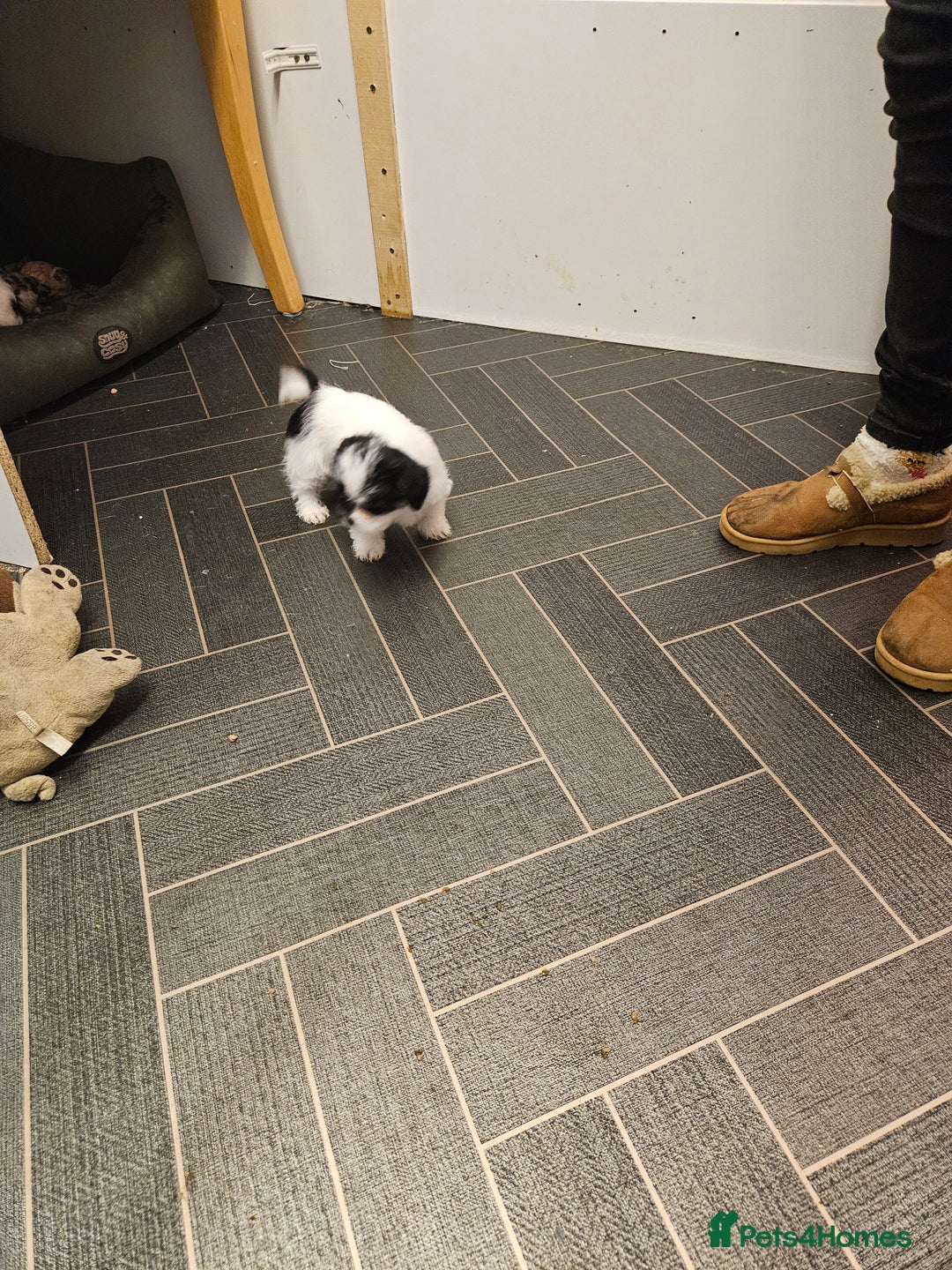 Mixed Breed dogs for sale: Jackallhapso - Advert 8