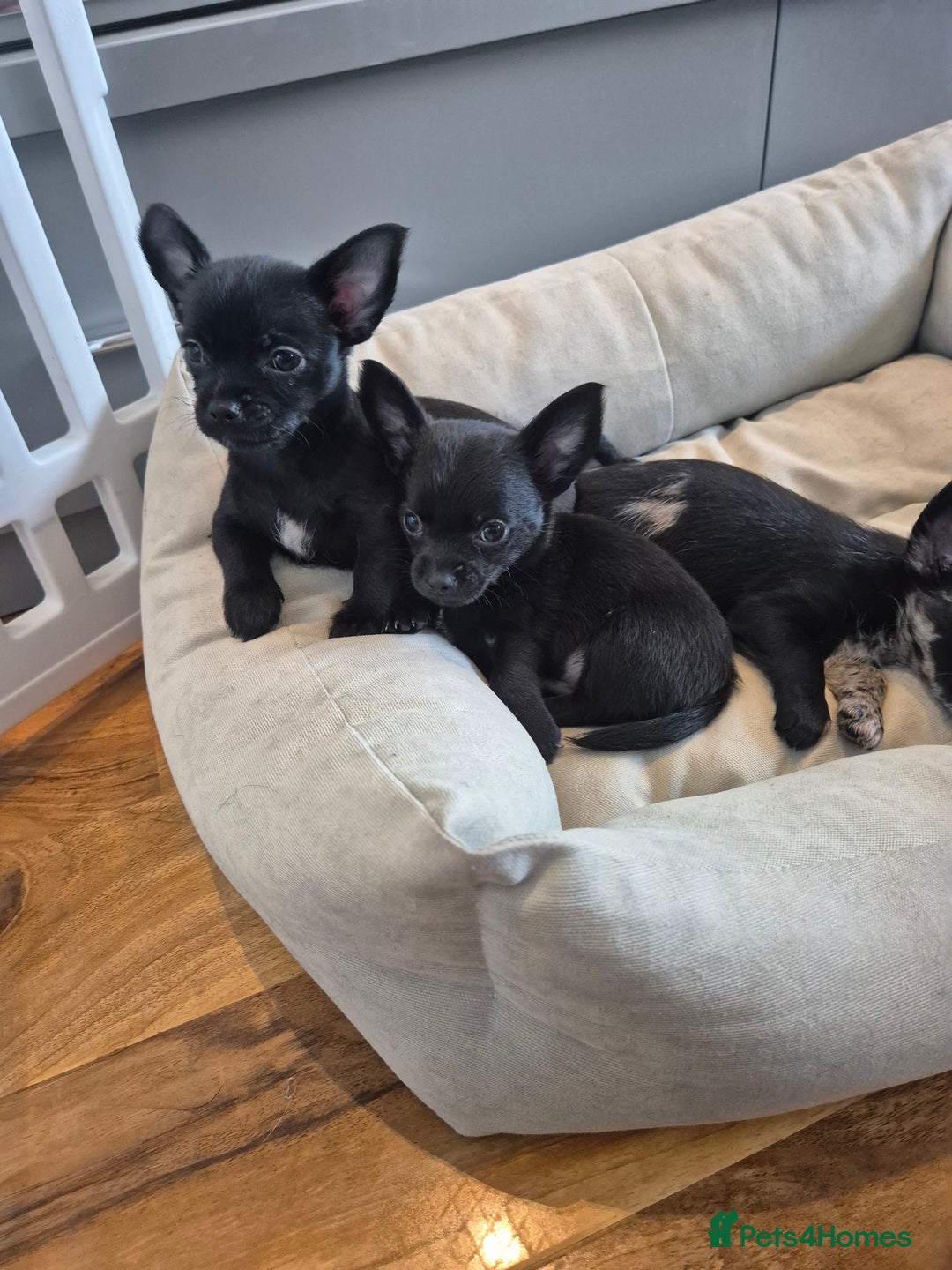 Chihuahua dogs for sale: 3 beautiful tiny pure breed chihuahua  - Advert 29