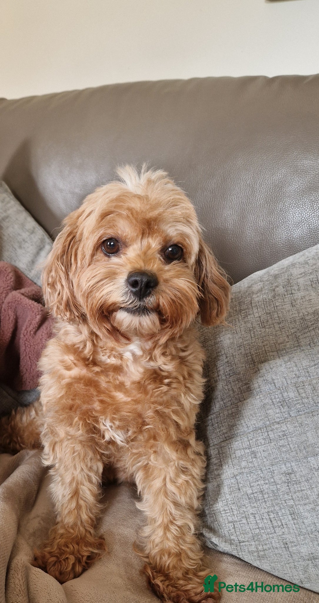 Cavapoo dogs 7 Beautiful Deep Red Cavapoo Puppies - Advert 2