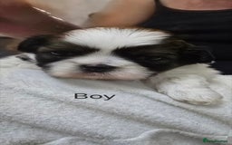 Shih Tzu dogs for sale: Gorgeous full breed Shih Tzu puppies - Image 13