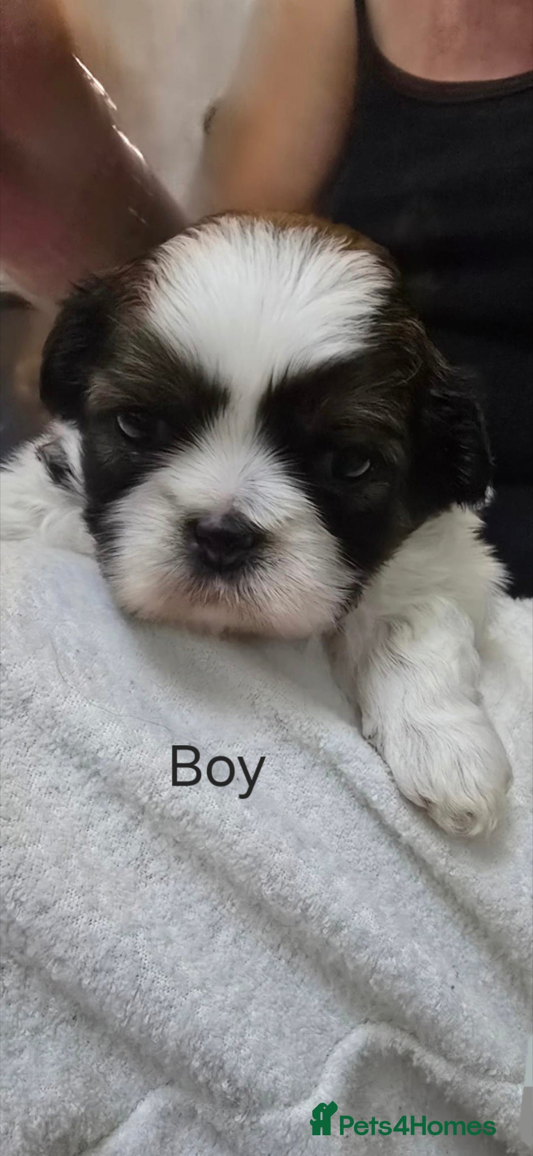 Shih Tzu dogs for sale: Gorgeous full breed Shih Tzu puppies - Image 13