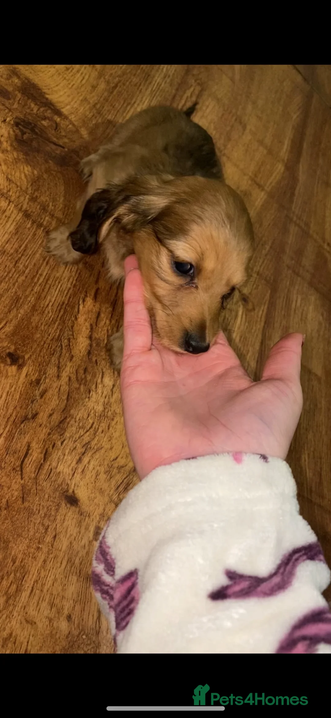 Dachshund dogs for sale: 2 dachshund left  - Advert 6