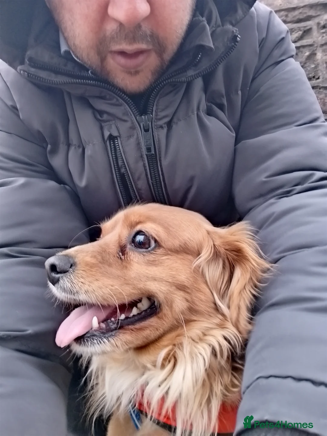 Cavapoochon dogs for stud: Cavapoochon Stud Dog - Advert 2