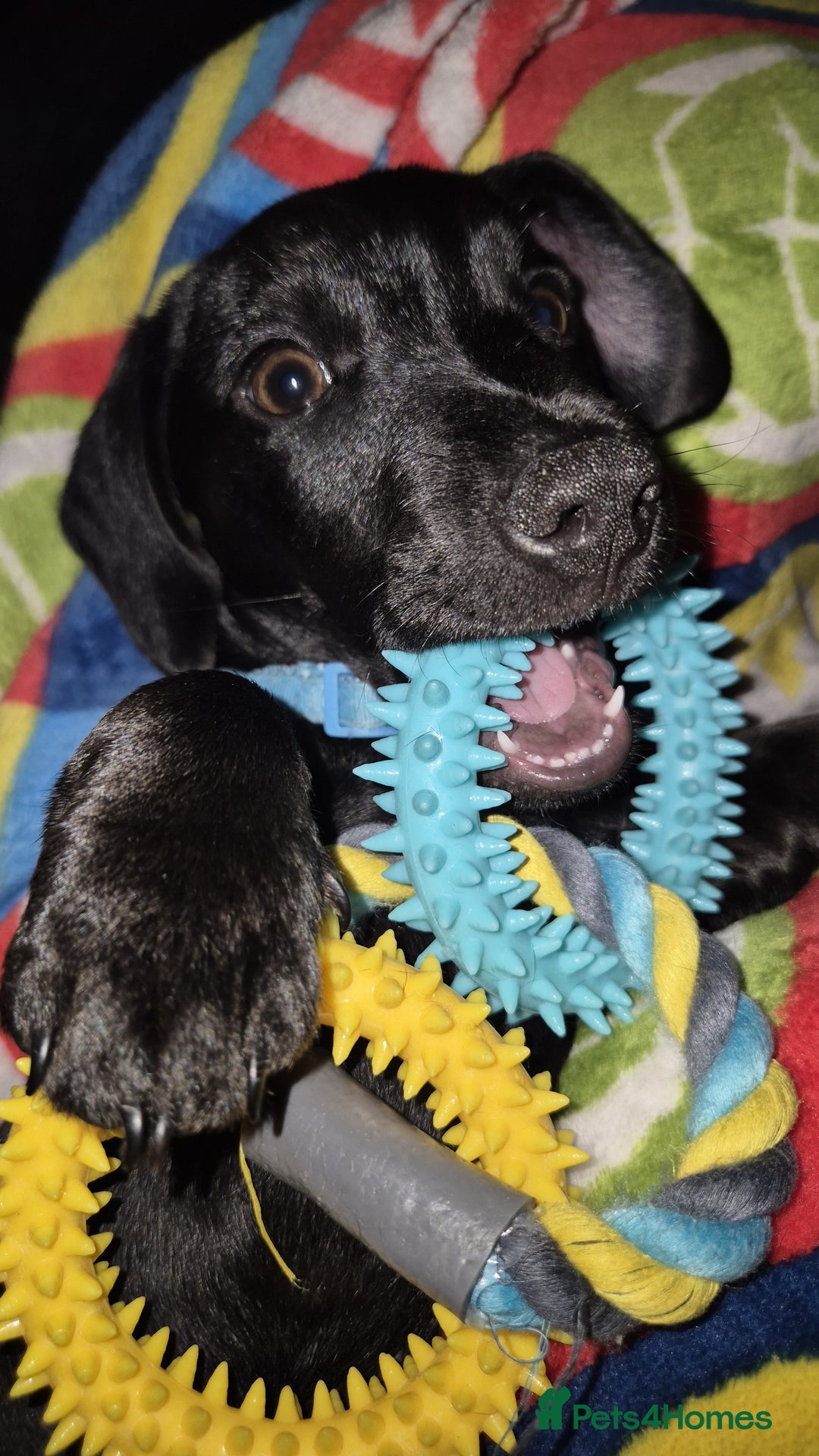 Mixed Breed dogs for sale: Puppy - Advert 10