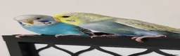 Budgerigars birds for sale: Budgies 8 weeks old - Advert 10