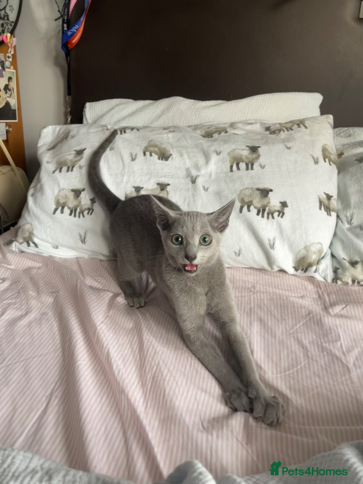 Russian Blue cats for sale: Russian blue kitten - Advert 4
