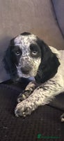 Cocker Spaniel dogs Stunning Working Cocker Spaniel puppy - Advert 2