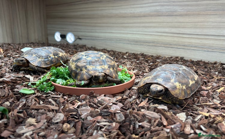 Tortoise reptiles - Advert 2