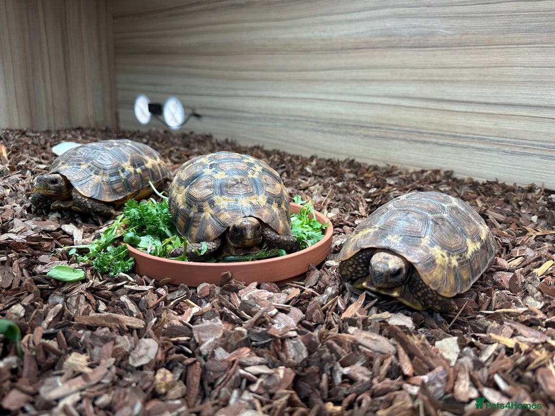 Tortoise reptiles for sale: Breeding hingebacks  - Image 1