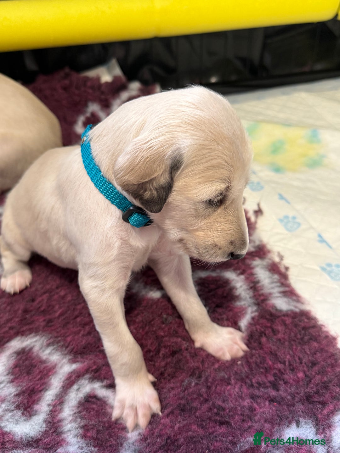 Saluki dogs for sale: Beautiful Saluki (new updated photos)  - Image 36