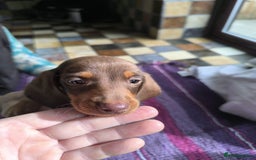 Miniature Dachshund dogs for sale: Superb Miniature KC reg Dachshund puppies - Image 11