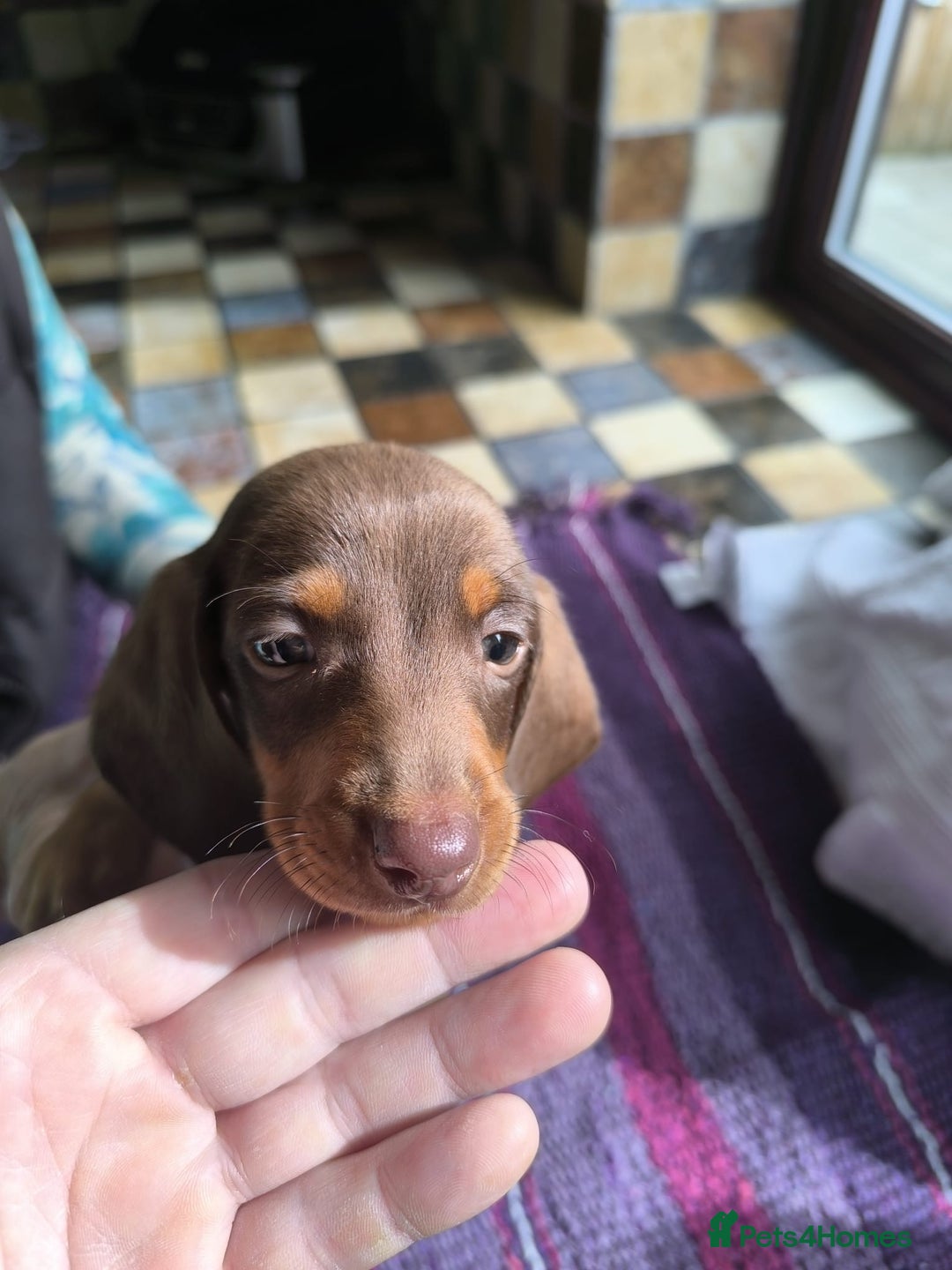 Miniature Dachshund dogs for sale: Superb Miniature KC reg Dachshund puppies - Image 11