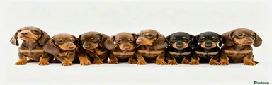 Dachshund 8