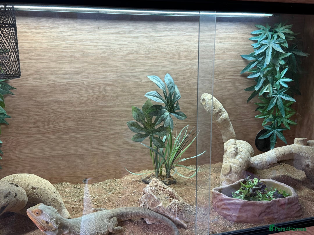 Bearded Dragon reptiles for sale: Adult Male Bearded Dragon & Setup - Image 6