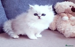 Persian cats for sale: Persian kittens  - Image 19