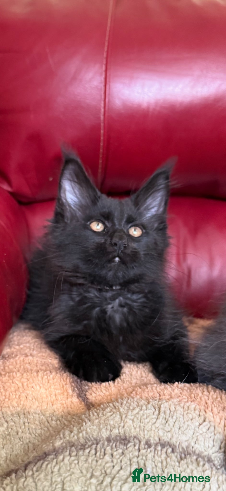 Maine Coon cats Maine coon kittens registered with GCCF - Advert 16
