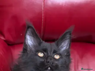 Maine Coon cats Maine coon kittens registered with GCCF - Advert 16