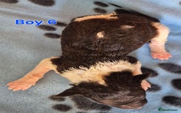 Standard Poodle dogs for sale: KC Reg Chocolate parti Standard Poodle puppies - Image 13