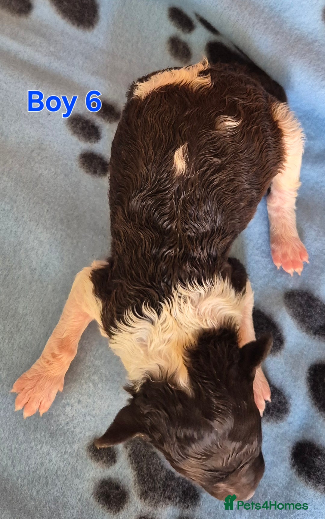 Standard Poodle dogs for sale: KC Reg Chocolate parti Standard Poodle puppies - Image 13
