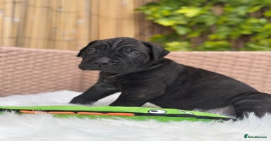 Mixed Breed dogs - Advert 12