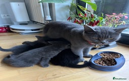 British Shorthair cats for sale: Healthy playful adorable kittens. - Image 1