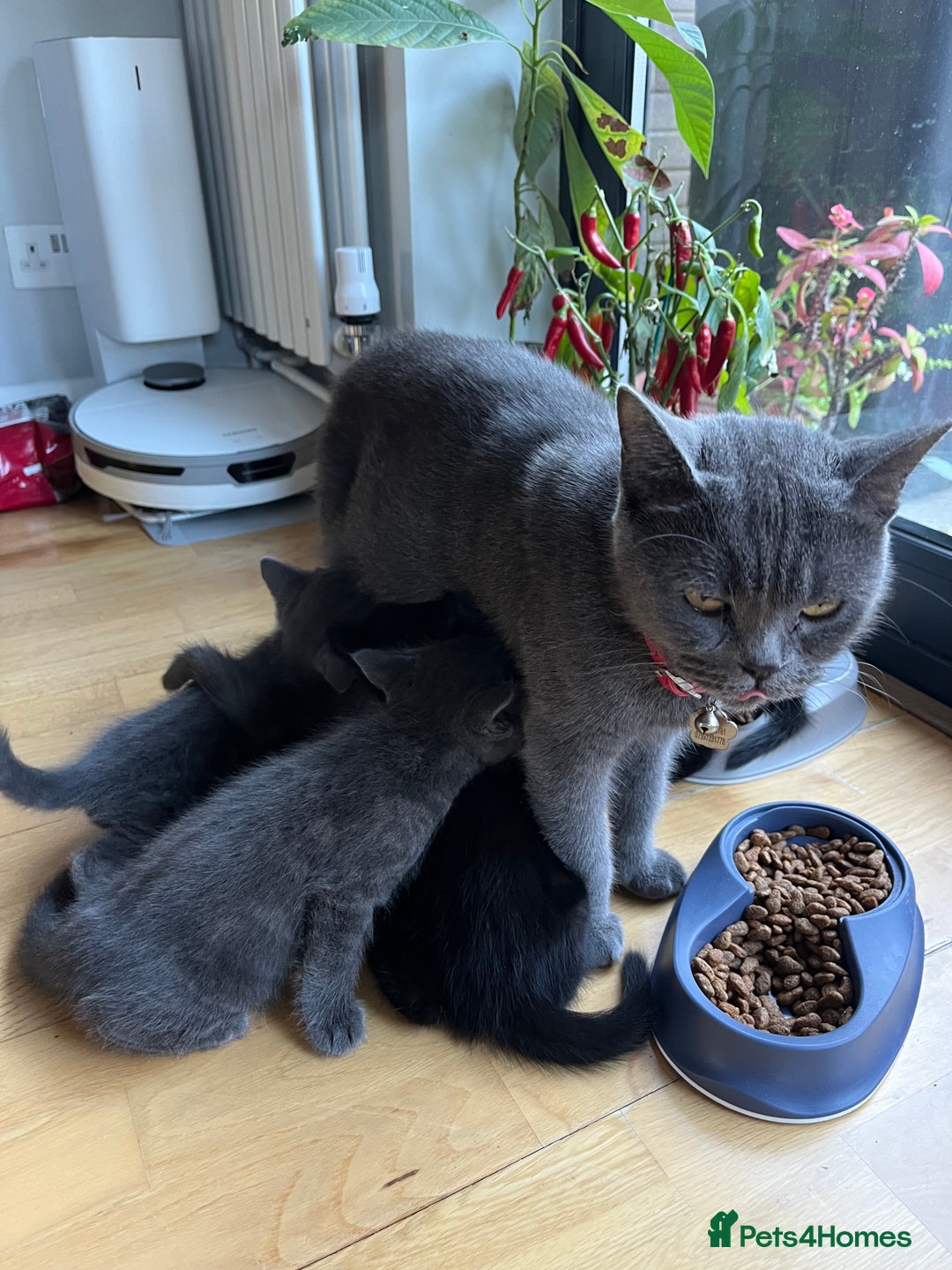 British Shorthair cats for sale: Healthy playful adorable kittens. - Image 1