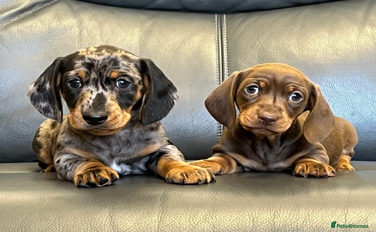 Dachshund dogs - Advert 4