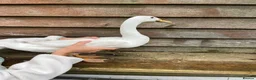 Ducks poultry for sale: 5 female ducks  in Petersfield - Advert 5