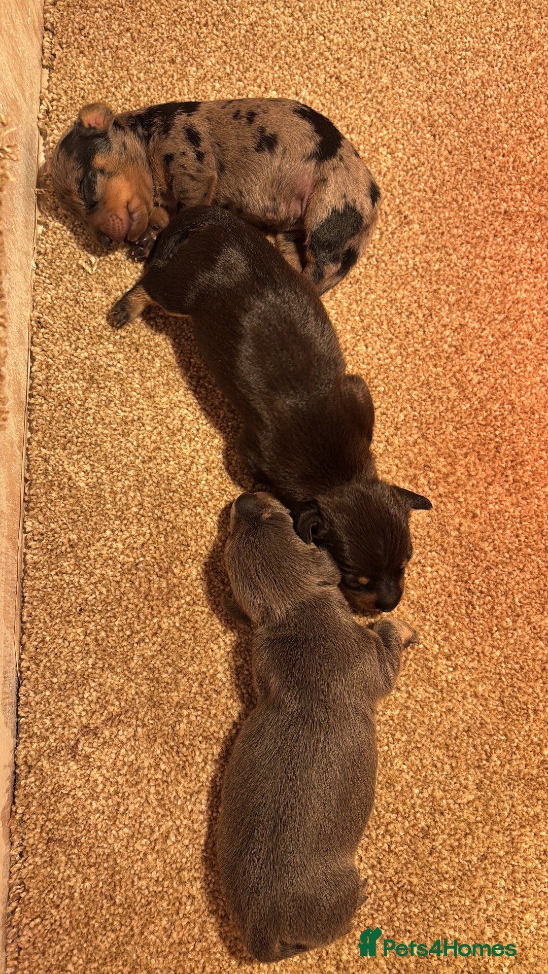 Miniature Dachshund dogs for sale: Gorgeous Miniature Dachshunds! Ready 23 Dec - Advert 3