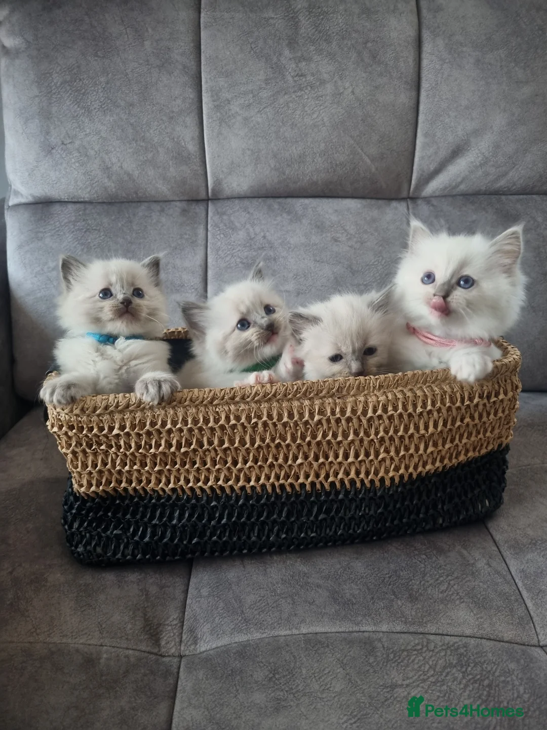 Ragdoll cats for sale: Ragdoll kittens DNA tested  - Advert 2