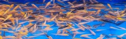 Koi Carp fish for sale: Mixed Koi Carp Fry (1 to 1.5 inch) pond baby fish - Advert 2
