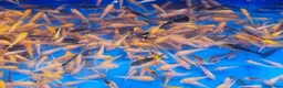 Koi Carp fish for sale: Mixed Koi Carp Fry (1 to 1.5 inch) pond baby fish - Advert 2