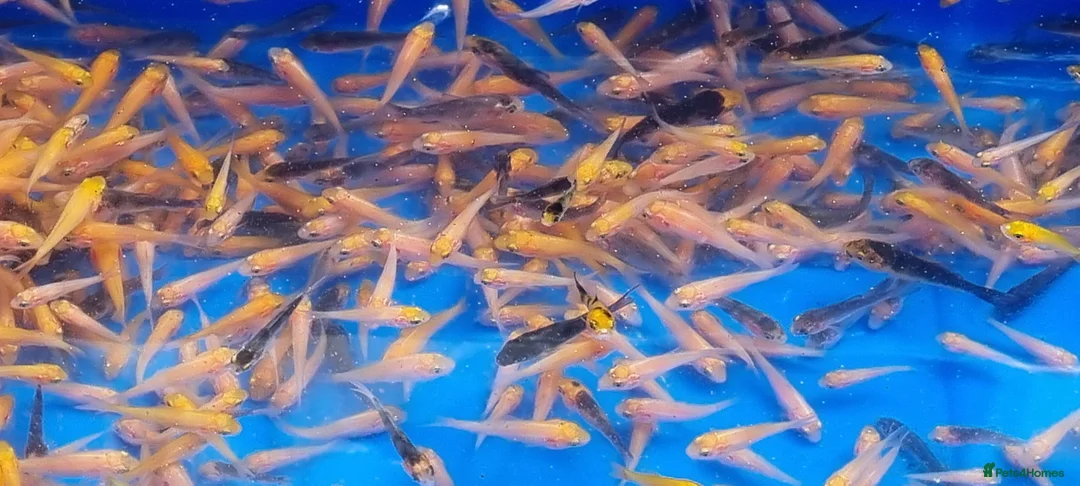 Koi Carp fish for sale: Mixed Koi Carp Fry (1 to 1.5 inch) pond baby fish - Advert 2