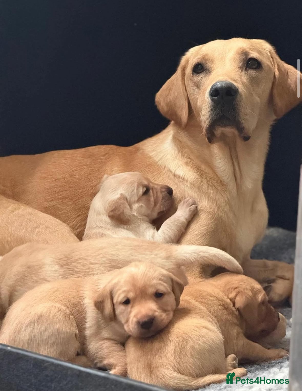 Labrador Retriever dogs KC Registered Yellow Labrador Bitch Puppy - Advert 11