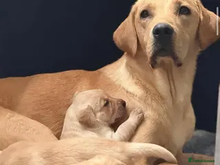 Labrador Retriever dogs KC Registered Yellow Labrador Bitch Puppy - Advert 11