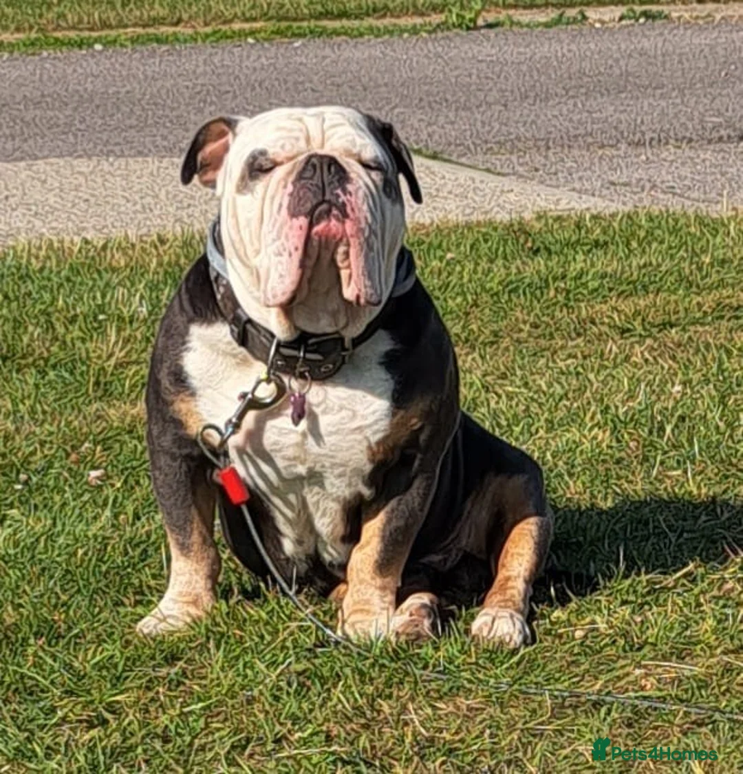 Old Tyme Bulldog dogs for stud: Roly old thyme bulldog  in Chichester - Advert 4