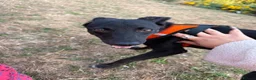 Mixed Breed dogs for adoption: Violet for adoption in Southend-on-Sea - Advert 4