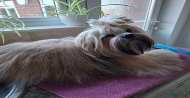 Lhasa Apso dogs - Advert 10