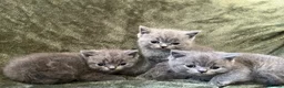 British Shorthair cats for sale: X3 Beautiful Boys available  - Advert 3