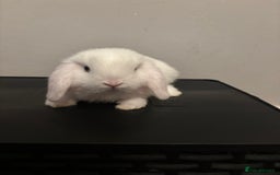 Dwarf Lop rabbits for sale: Baby rabbits  - Image 4