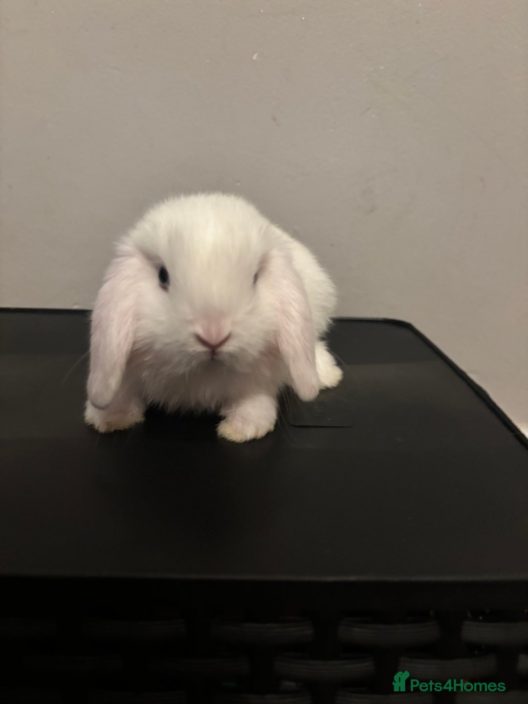 Dwarf Lop rabbits for sale: Baby rabbits  - Image 4