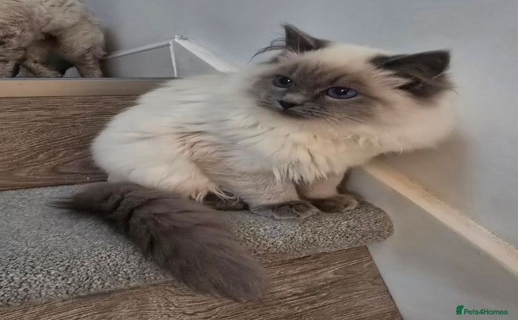 Ragdoll cats - Advert 1