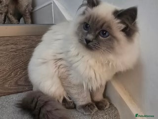 Ragdoll cats - Advert 4