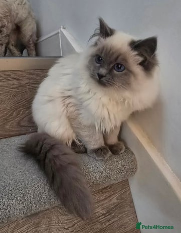 Ragdoll cats - Advert 1