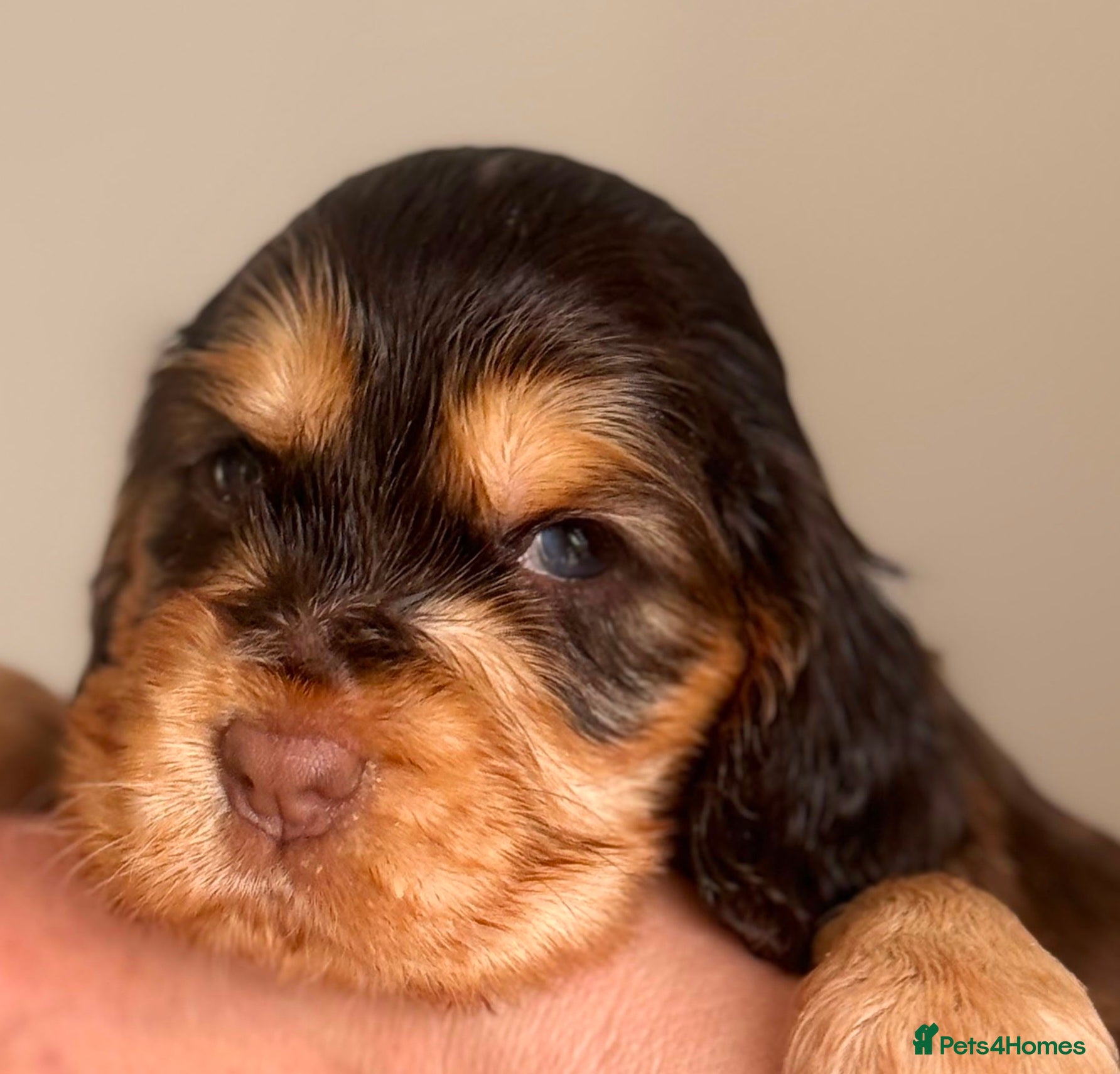Cocker Spaniel dogs 🩷💜 ADORABLE KC HEALTH TESTED PAR SHOW COCKERS - Advert 2