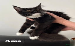 Maine Coon cats for sale: GCCF active / domestic Maine Coon  - Image 10