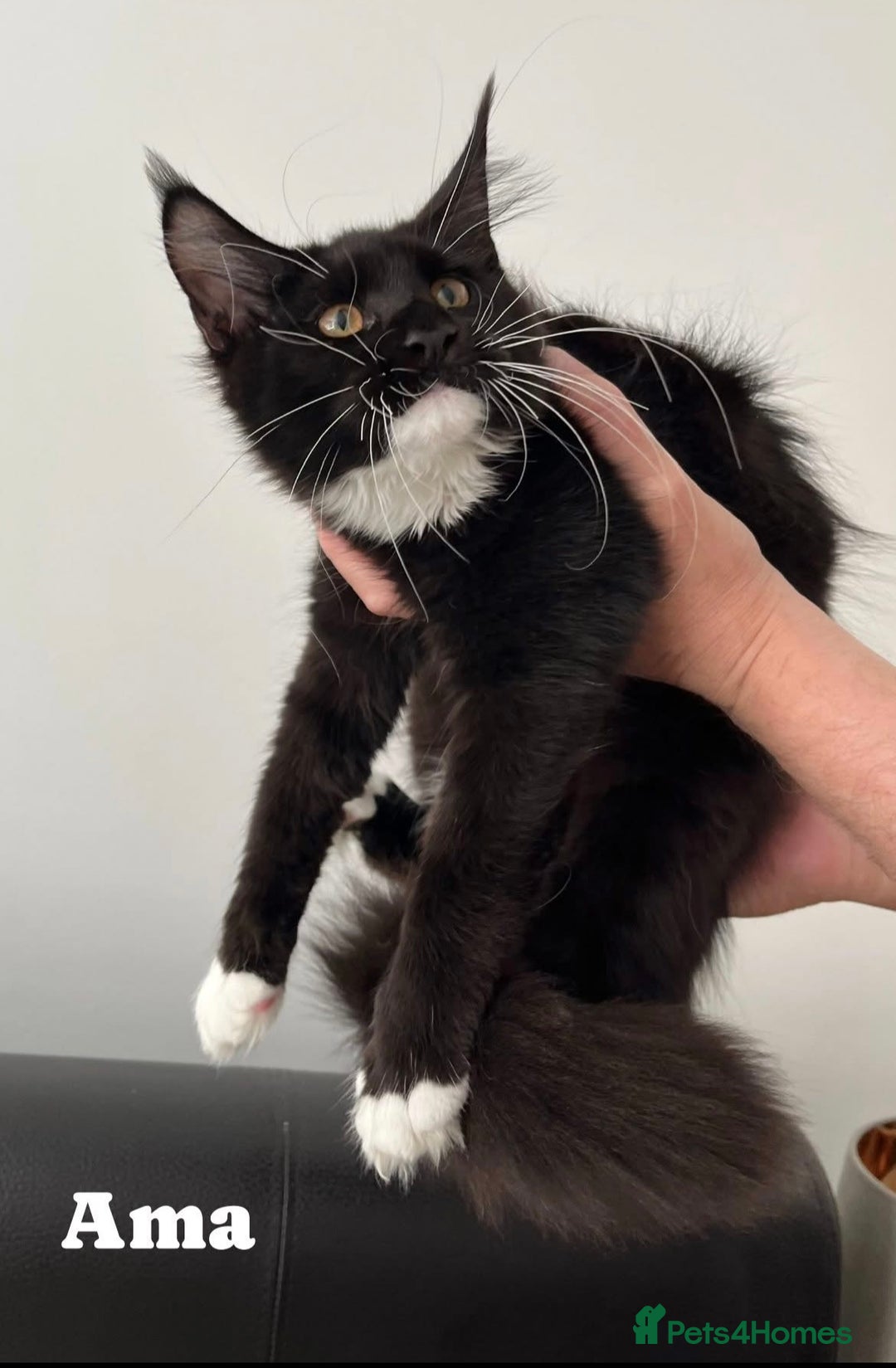 Maine Coon cats for sale: GCCF active / domestic Maine Coon  - Image 10
