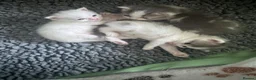 Mixed Breed cats for sale: Meet our three gorgeous half-Persian sisters  - Advert 5