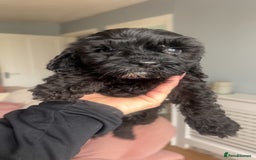 Cockapoo dogs for sale: 5 black cockapoos - Image 3
